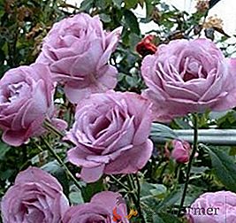 Blue rose "Blue Parfume": características do crescimento