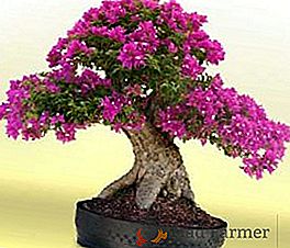 Bonsai: technológia pestovania miniatúrneho stromu