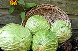 Cabbage Megaton f1: Característica al plantar en plántulas, el esquema de plantación y cuidado