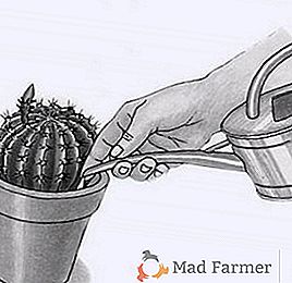 Kaktus - jak prawidłowo podlewać w domu