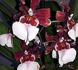 Briga za orhideja Kambrija kod kuće