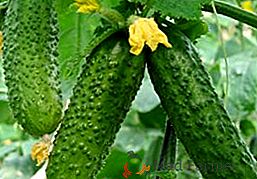 Cedric Cucumber: opis, sadzenie i pielęgnacja