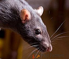 Chernokoren medicinal: bojující myši a další škůdci zahrady a sadu