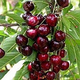 Cherry "Adeline": características, ventajas y desventajas