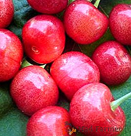 Cherry "Franz Joseph": características, prós e contras