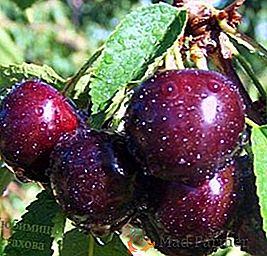 Cherry "Lyubimitsa Astakhov": karakteristike, pro i kontra