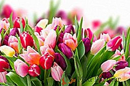 Escolhendo o melhor momento para transplantar tulipas