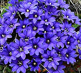Choisissez des fleurs bleues pour le lit de jardin