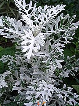Cyneraria: kwiaty do domu i krawężniki