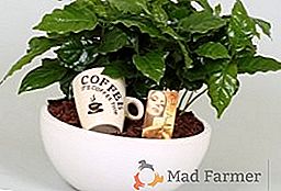 Arbore de cafea: îngrijire la domiciliu