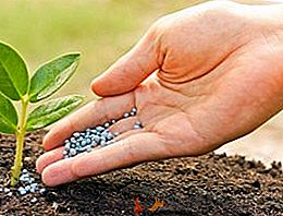 Fertilizante complejo "AgroMaster": método de aplicación y tasa de consumo
