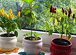 Podmínky a metody klíčování semen papriky doma