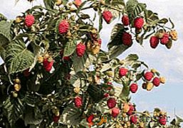 Malinový strom "Krepysh": vlastnosti a kultivácia poľnohospodárskych výrobkov