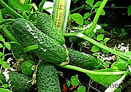 Огірок "Еколь F1": характеристика і агротехніка вирощування