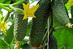 Краставица "Kibria f1": характеристики и отглеждане на селскостопански продукти