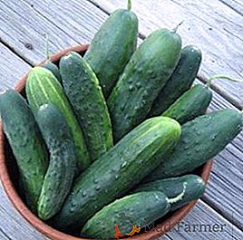 Cucumber Libellé: descripción y cultivo