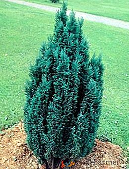 Cultivo e reprodução de Cypress Cypress Lovson
