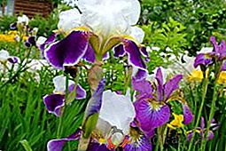 Coltivazione di un iris barbuto su un letto da giardino