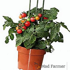 Pestovanie cherry rajčiakov: ako pestovať paradajky priamo na parapete