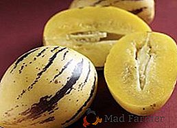 Coltivazione del pepino su un davanzale o balcone: peculiarità di cura per una pera di melone
