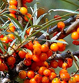Coltivazione dell'olivello spinoso: finezza della semina e cura di una pianta