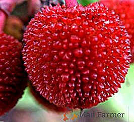 Отглеждане на ягодово дърво от семена: практически съвети
