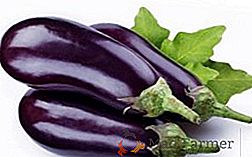 Délicieux et sans prétention: une variété d'aubergine Black Prince