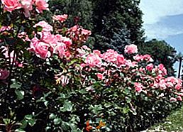 Popis a vlastnosti populárních odrůd parkových růží