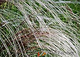 Descripción y cultivo de hierba de pluma