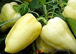 Descrição e características de cuidados para variedades de pimenta Belozyorka