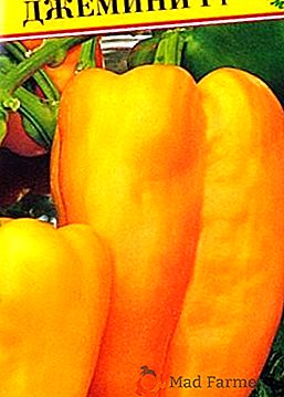 Descrizione e caratteristiche di coltivazione di varietà di pepe "Gemini F1"