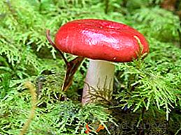 Опис і фото їстівних і неїстівних грибів сімейства Сироежковие