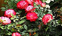 Descrição e fotos de variedades populares de rosas pátio