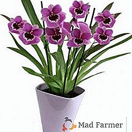 Description et photo de l'espèce d'orchidées Miltonia
