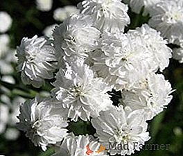Описание и снимки на декоративни храсти с бели цветя за вашата градина