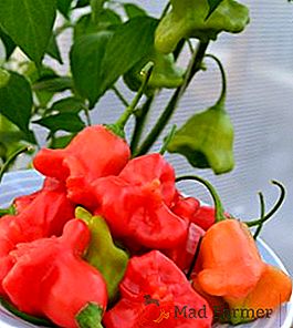 Descripción y consejos para cultivar pimiento Bellflower