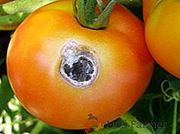 Descrizione e trattamento di alternaria su pomodori