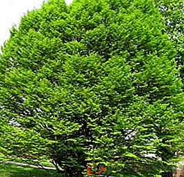 Descripción del árbol hornbeam: cómo se ve, dónde crece
