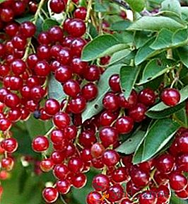 Descrierea soiurilor populare de cireș pentru cultivarea în grădină (cu fotografie)