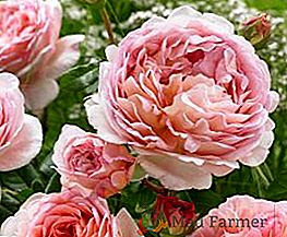 Descrizione della rosa Abraham Derby: semina e cura