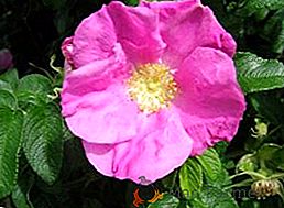 Les différences entre rose et rosehip: que faire si Rose Rose Rosehip