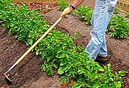 Hai bisogno di piantare piante orticole?