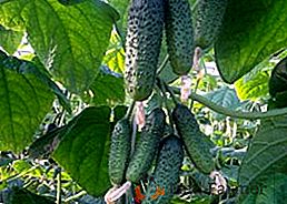Primi e raccolti: cura specifica per un cetriolo Orecchini smeraldo varietà