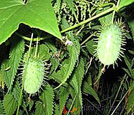 Echinocystis: plantation et soin, application en aménagement paysager