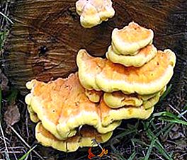 Jedlé a jedovaté houby rostoucí na stromech
