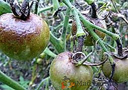 Ефективни народни средства срещу фитофтора върху домати