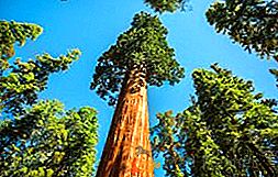 Eucalyptus: description, photo, dignité de l'arbre