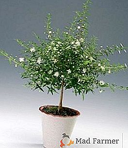 Eucalyptus: comment faire pousser un arbre à la maison