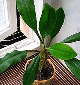 Euphorbia: propiedades de la atención domiciliaria