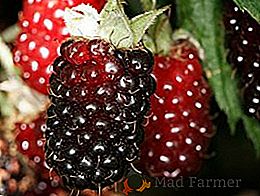 Ezhemalina "Tiberberry": charakteristika odrůdy a agrotechniky kultivace